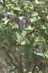 Solanum tomentosum
