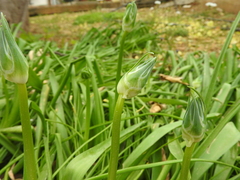 Ornithogalum arabicum