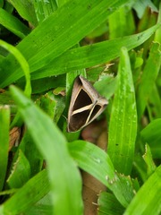 Chalciope mygdon