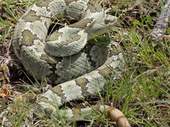 Crotalus aquilus