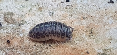 Armadillidium versicolor