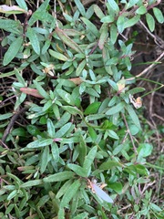 Atriplex paludosa paludosa