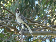 Philemon corniculatus