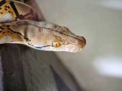 Malayopython reticulatus