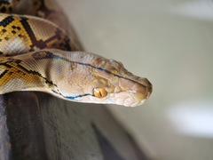 Malayopython reticulatus