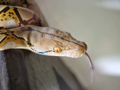 Malayopython reticulatus