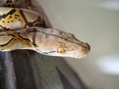 Malayopython reticulatus