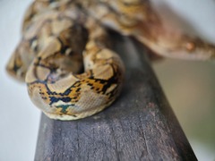 Malayopython reticulatus