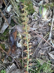 Bulbophyllum