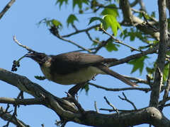 Philemon corniculatus