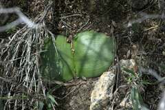 Haemanthus sanguineus