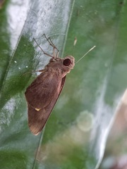 Erionota acroleuca