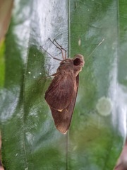 Erionota acroleuca
