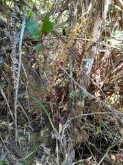 Bulbophyllum
