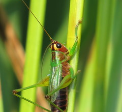 Conocephalus nigropleurum