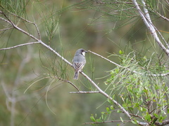 Pachycephala rufiventris