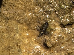 Ligia hawaiensis