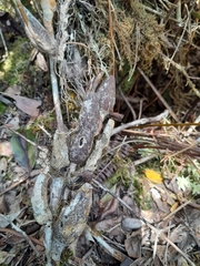 Bulbophyllum