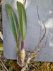 Bulbophyllum