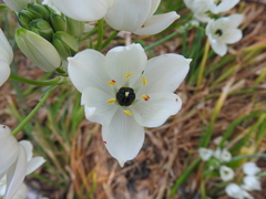 Ornithogalum arabicum