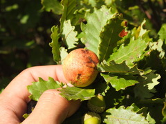 Andricus quercustozae