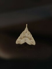 Trigonistis asthenopa