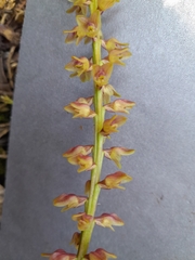 Bulbophyllum