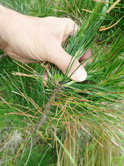 Pinus radiata