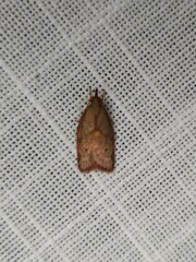 Enchocrates glaucopis