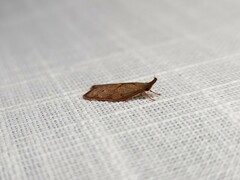 Enchocrates glaucopis