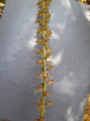 Bulbophyllum