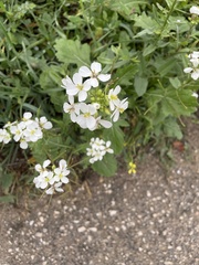 Diplotaxis erucoides