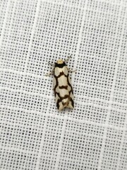 Scaptesyle dichotoma