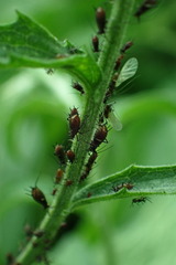Uroleucon jaceae