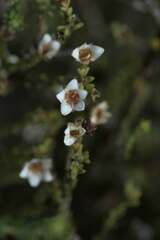Diosma oppositifolia