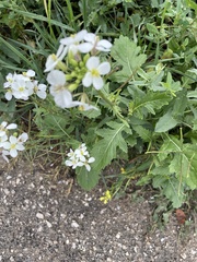 Diplotaxis erucoides