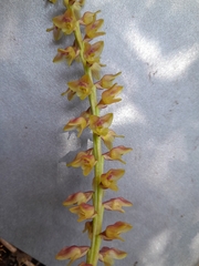 Bulbophyllum