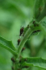 Uroleucon jaceae