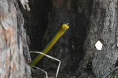 Dendrelaphis punctulatus