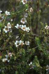 Diosma oppositifolia