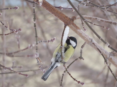 Parus major