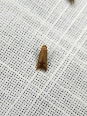 Tachystola hemisema