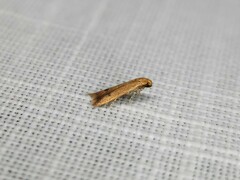 Tachystola hemisema