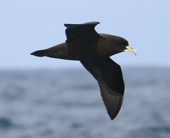 Procellaria aequinoctialis