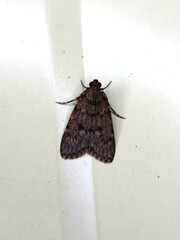 Mimaglossa nauplialis