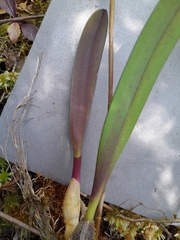 Bulbophyllum