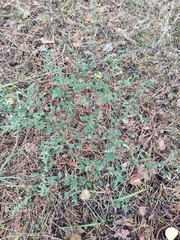Chenopodium betaceum