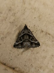 Dichromodes stilbiata