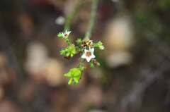 Diosma oppositifolia