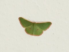 Chlorocoma cadmaria